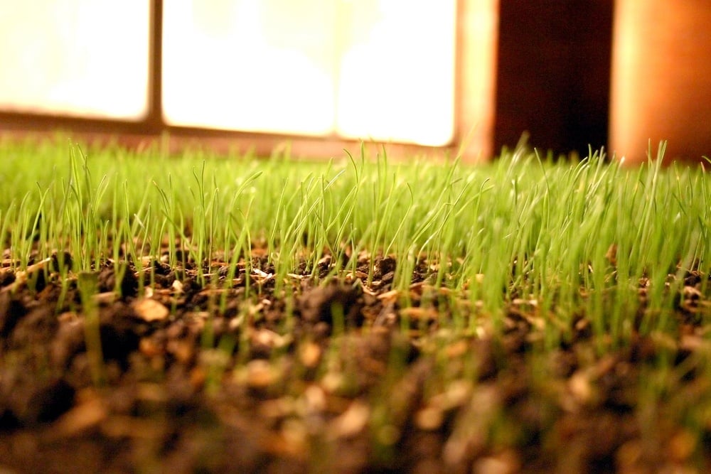 how-to-water-grass-seed-after-an-aeration-and-seeding